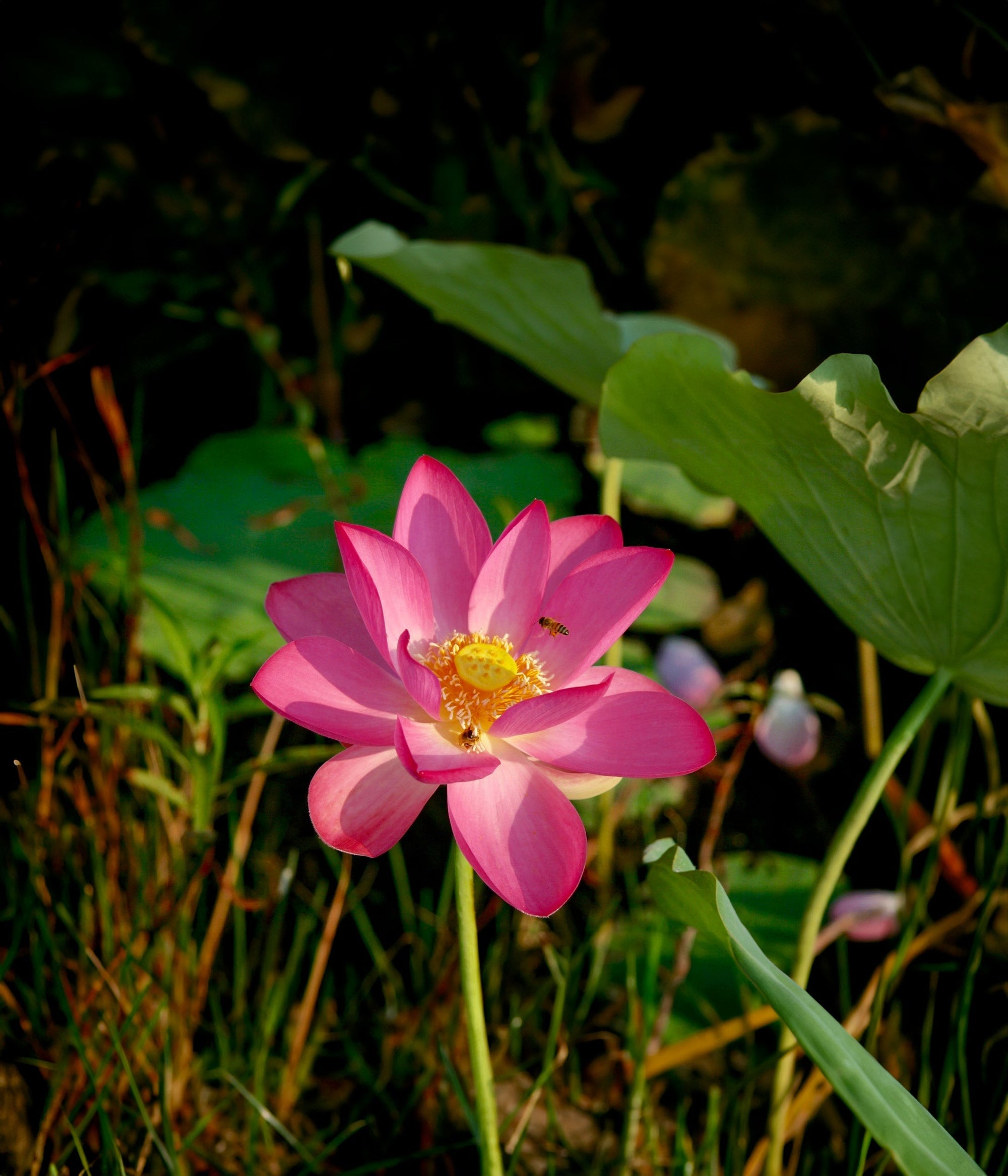Red Lily