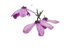 Black-eyed Susan