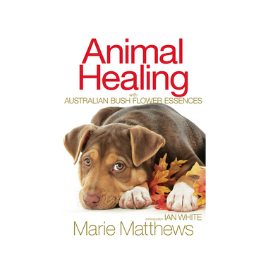 Animal Healing [EN]