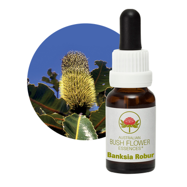 Banksia Robur