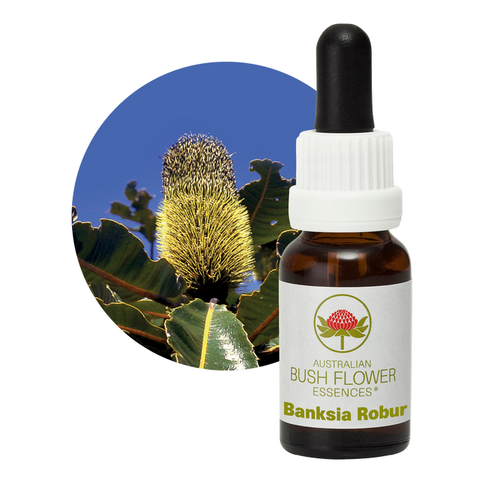 Banksia Robur