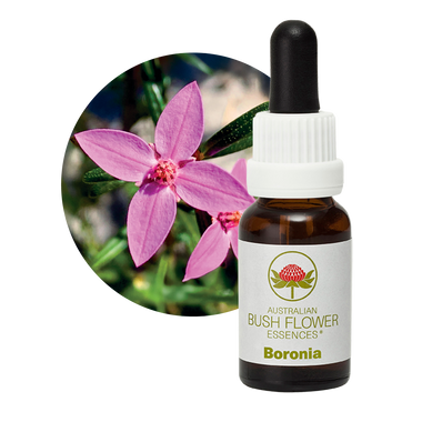 Image of Boronia Essence, perfect for achieving clarity and focus. Helps break old habits and dependencies and aids in dealing with the end of relationships. Enhances creative visualisation, especially for those who are auditory or kinaesthetic.