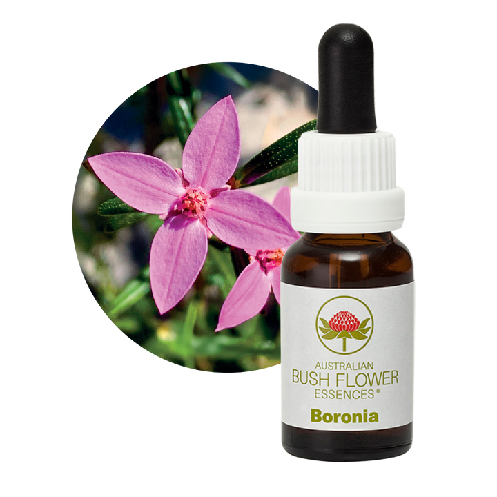 Image of Boronia Essence, perfect for achieving clarity and focus. Helps break old habits and dependencies and aids in dealing with the end of relationships. Enhances creative visualisation, especially for those who are auditory or kinaesthetic.