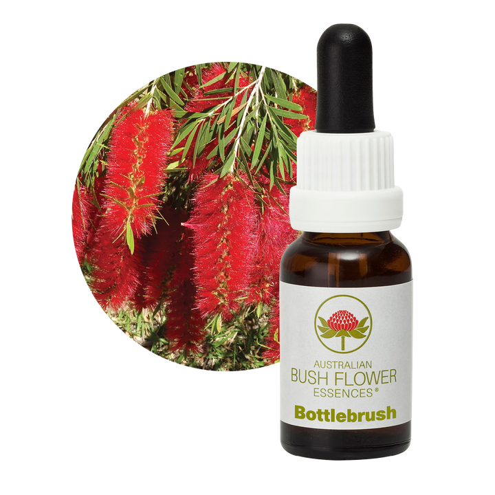 Bottlebrush