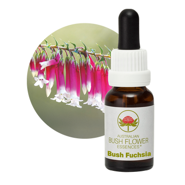 Bush Fuchsia
