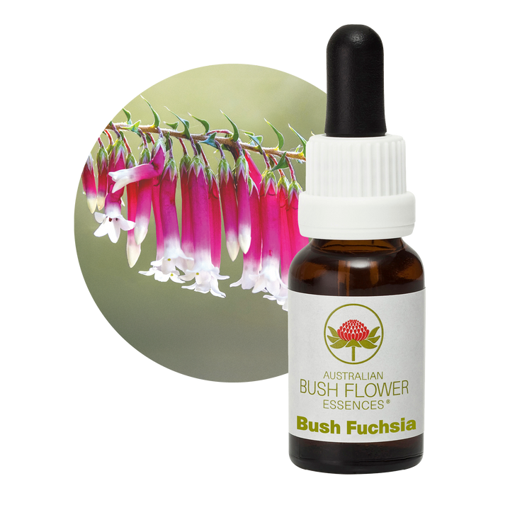 Bush Fuchsia