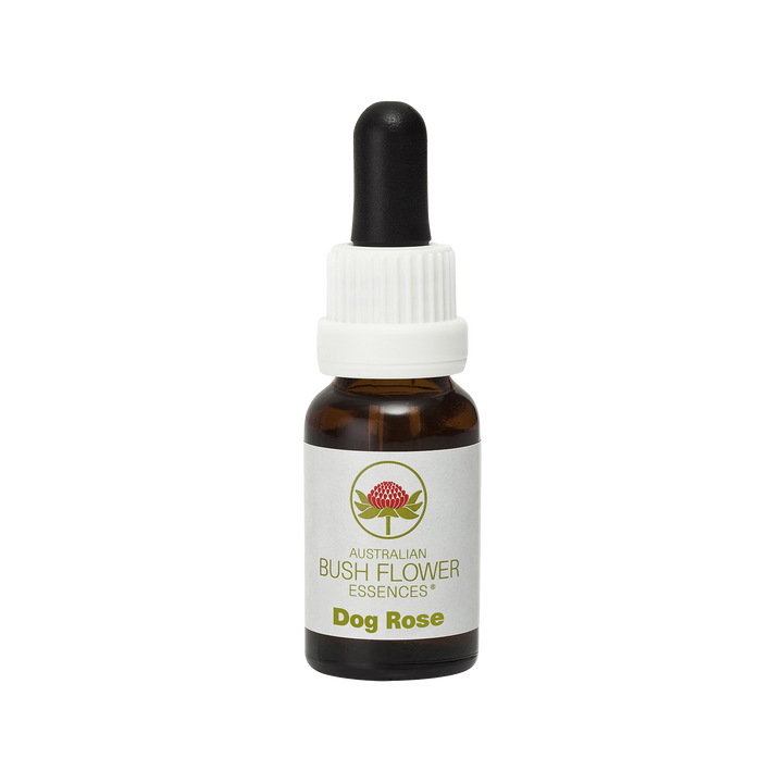 Dog Rose