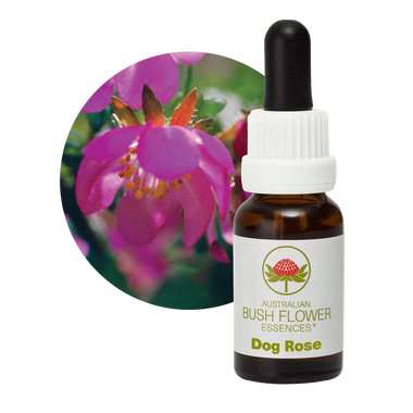Dog Rose
