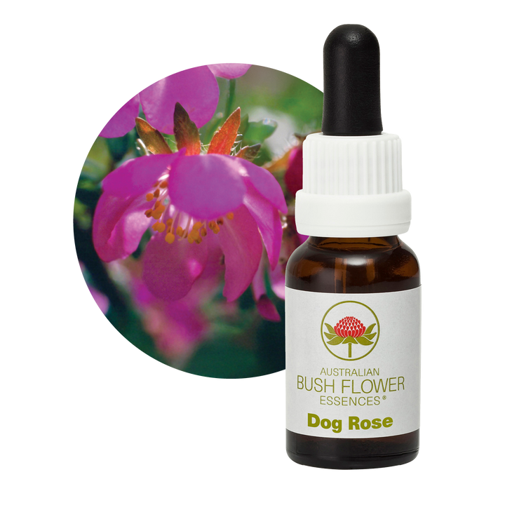 Dog Rose