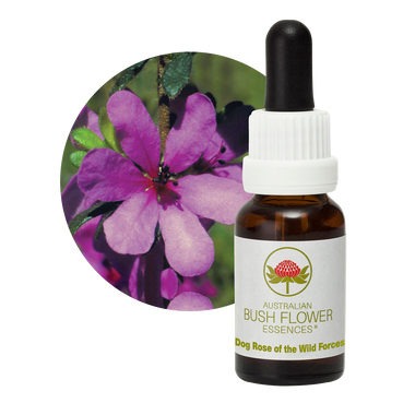 Dog Rose of the Wild Forces