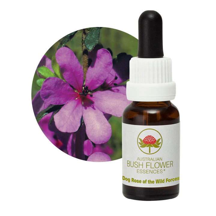Dog Rose of the Wild Forces