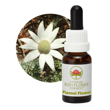 Image of Flannel Flower Essence, designed to help individuals who struggle with emotional intimacy and physical touch. This essence encourages trust, gentle expression and enjoyment in physical contact, promoting softness and sensitivity.