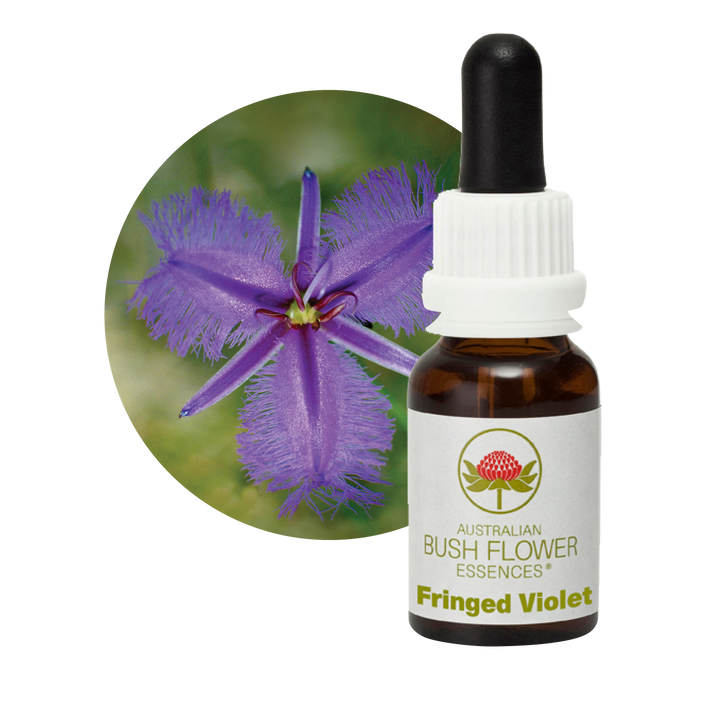 Fringed Violet