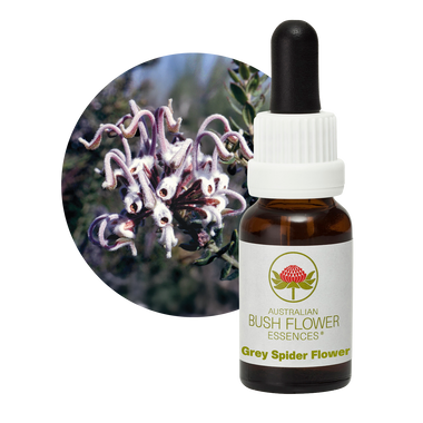 Grey Spider Flower