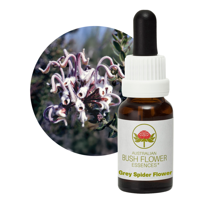 Grey Spider Flower