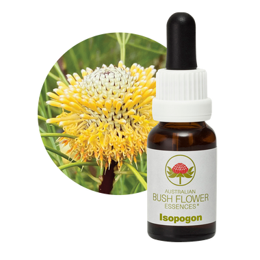 Isopogon