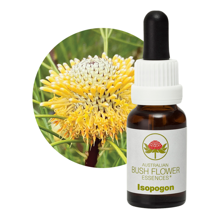 Isopogon