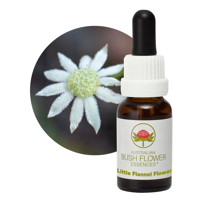 Little Flannel Flower