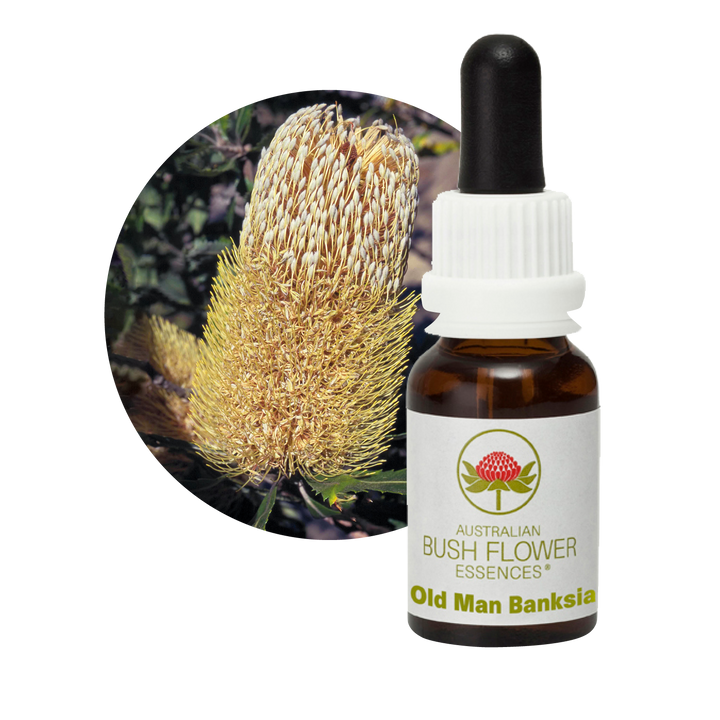 Old Man Banksia