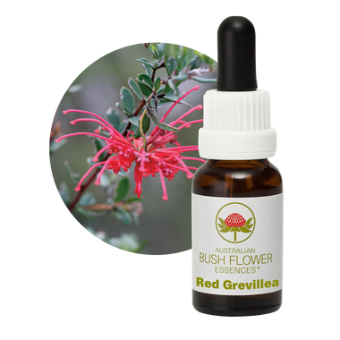 Red Grevillea