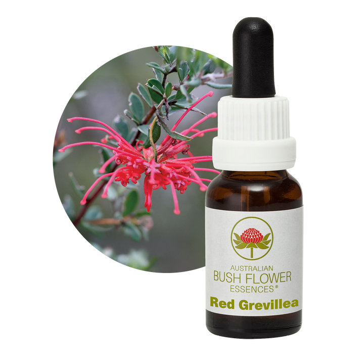 Red Grevillea
