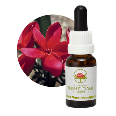 Red Suva Frangipani