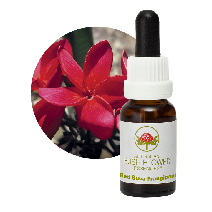Red Suva Frangipani