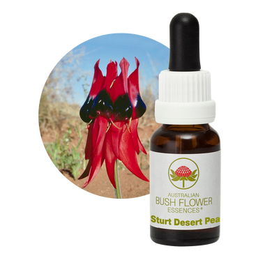 Sturt Desert Pea