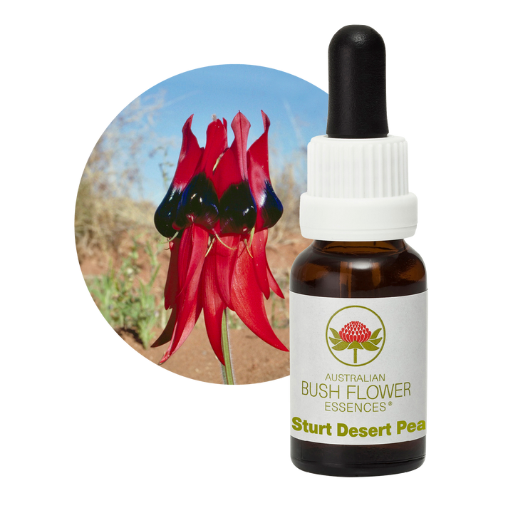 Sturt Desert Pea