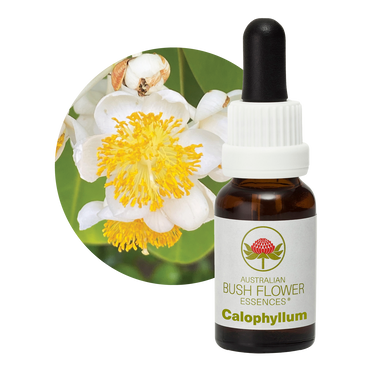Calophyllum