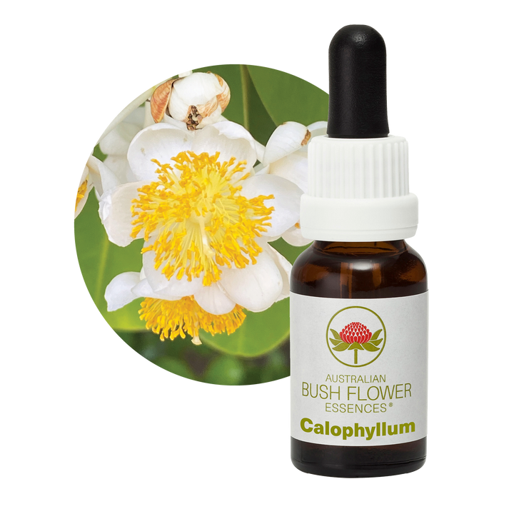 Calophyllum