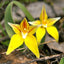 Yellow Cowslip Orchid