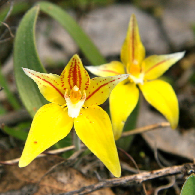Yellow Cowslip Orchid