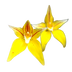 Yellow Cowslip Orchid