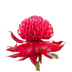 Waratah