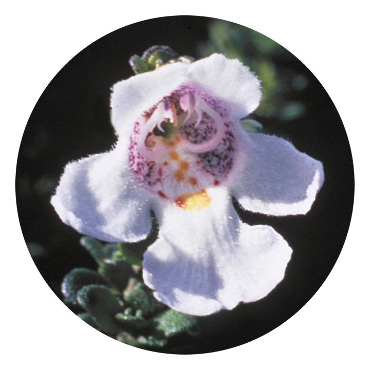 Alpine Mint Bush