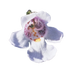 Alpine Mint Bush