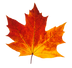 Autumn Leaves