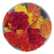 Autumn Leaves