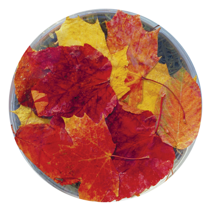Autumn Leaves