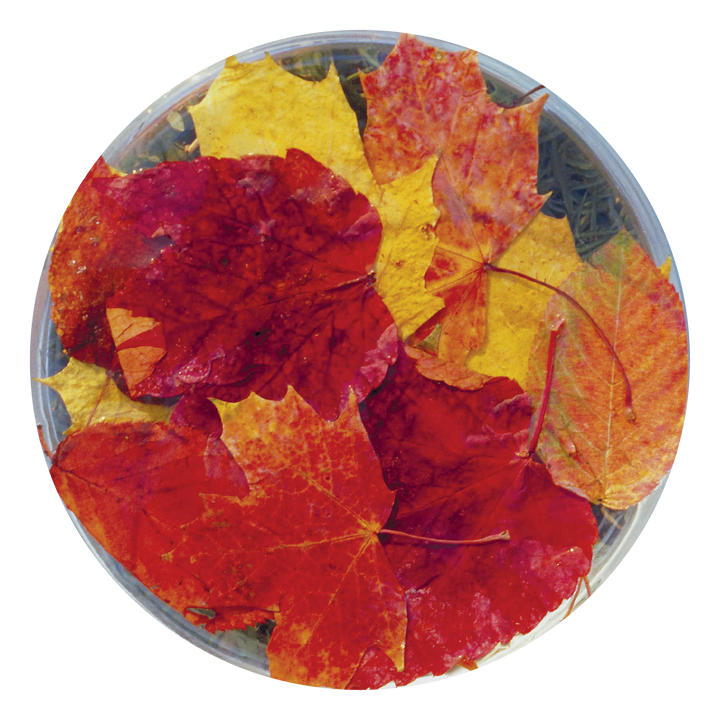 Autumn Leaves