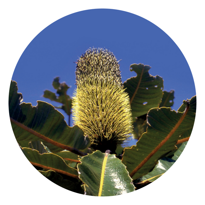 Banksia Robur