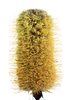 Banksia Robur