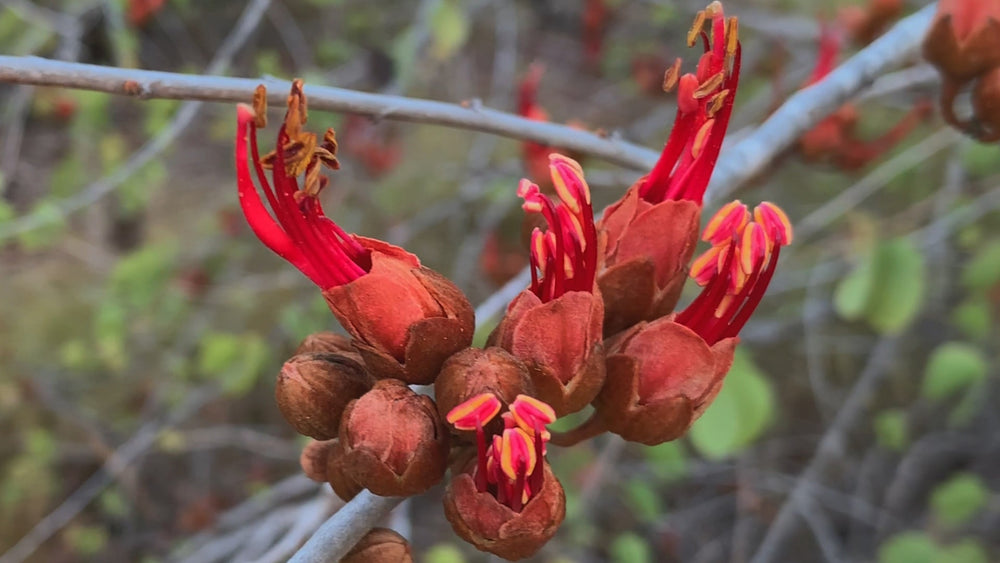 Bauhinia