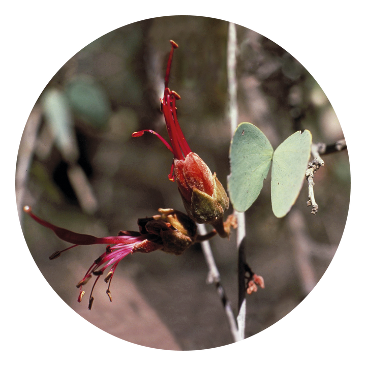 Bauhinia