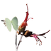 Bauhinia