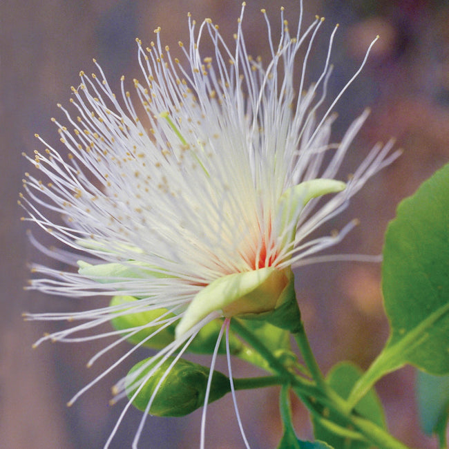 Billy Goat Plum