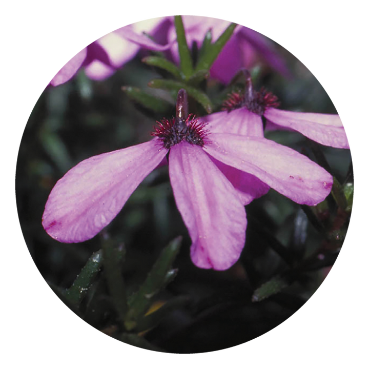 Black-eyed Susan