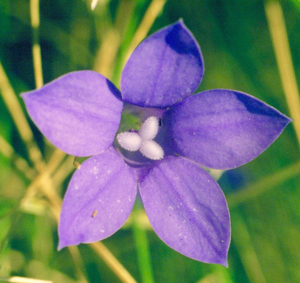 Glockenblume 