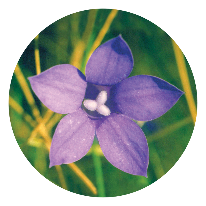 Bluebell